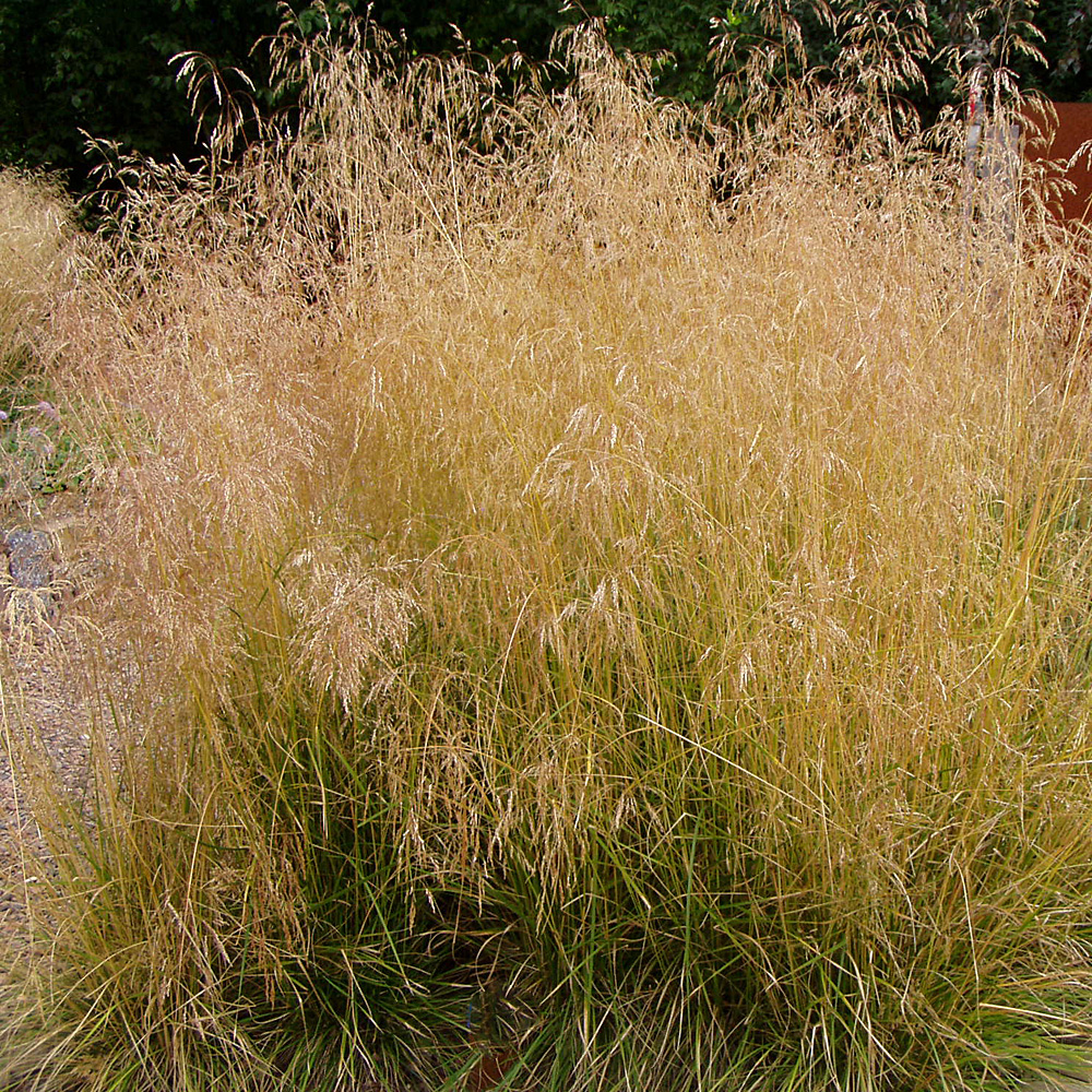 Waldschmiele, Ziergras, Deschampsia cespitosa