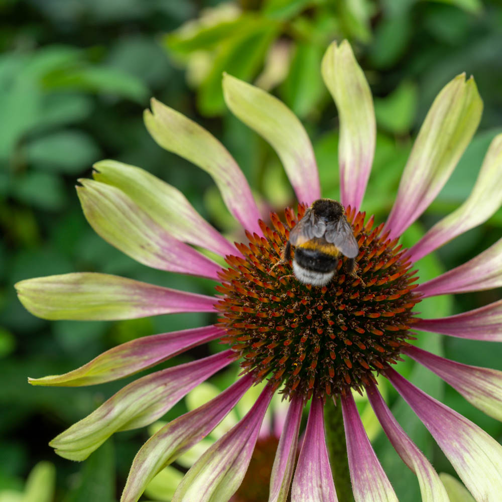 Sonnenhut 'Green Envy'®