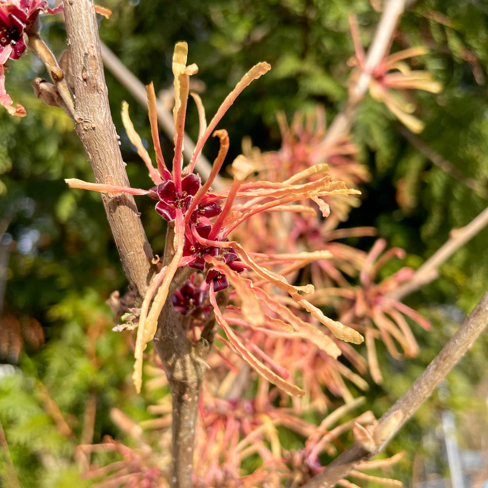 Zaubernuss 'Aurora'