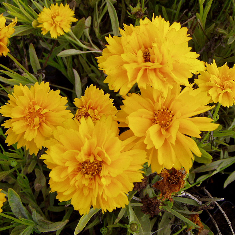 Mädchenauge, Coreopsis, Blütenstaude