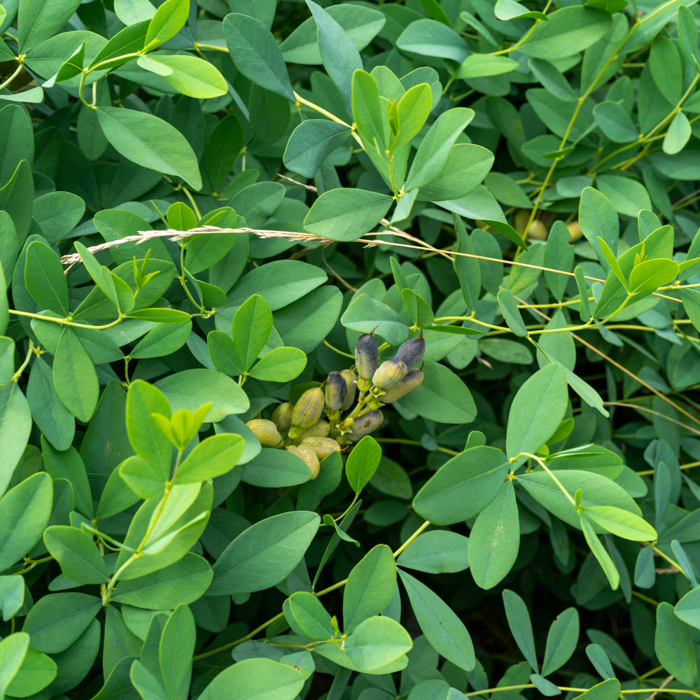 Indigolupine 'Alba'