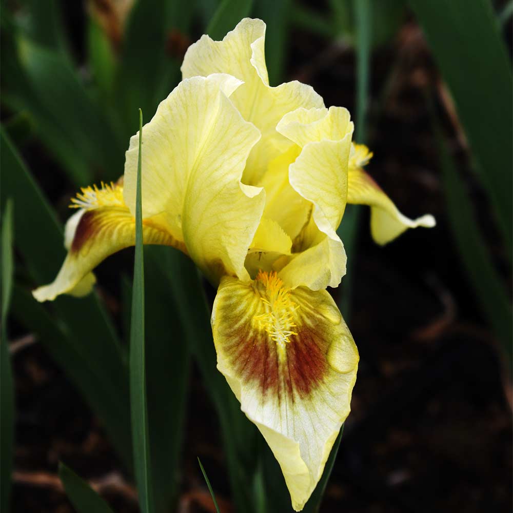 Zwerg Bartiris 'Gleaming Gold'
