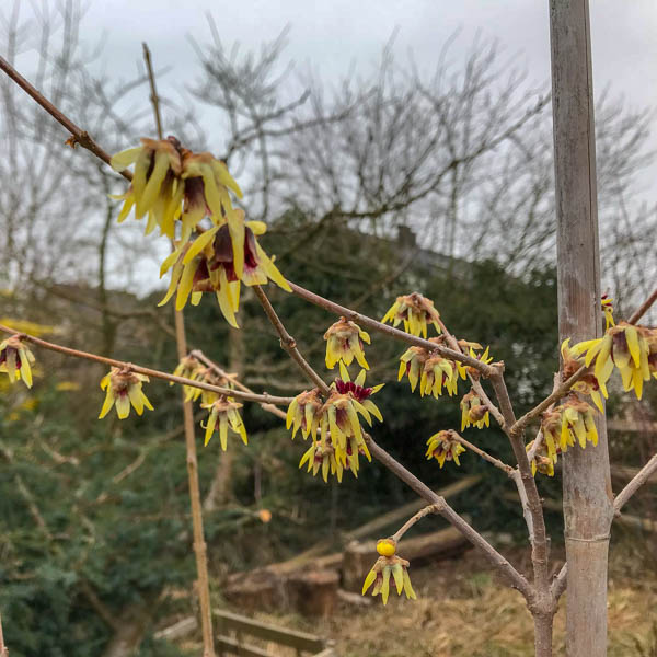 Chinesische Winterblüte