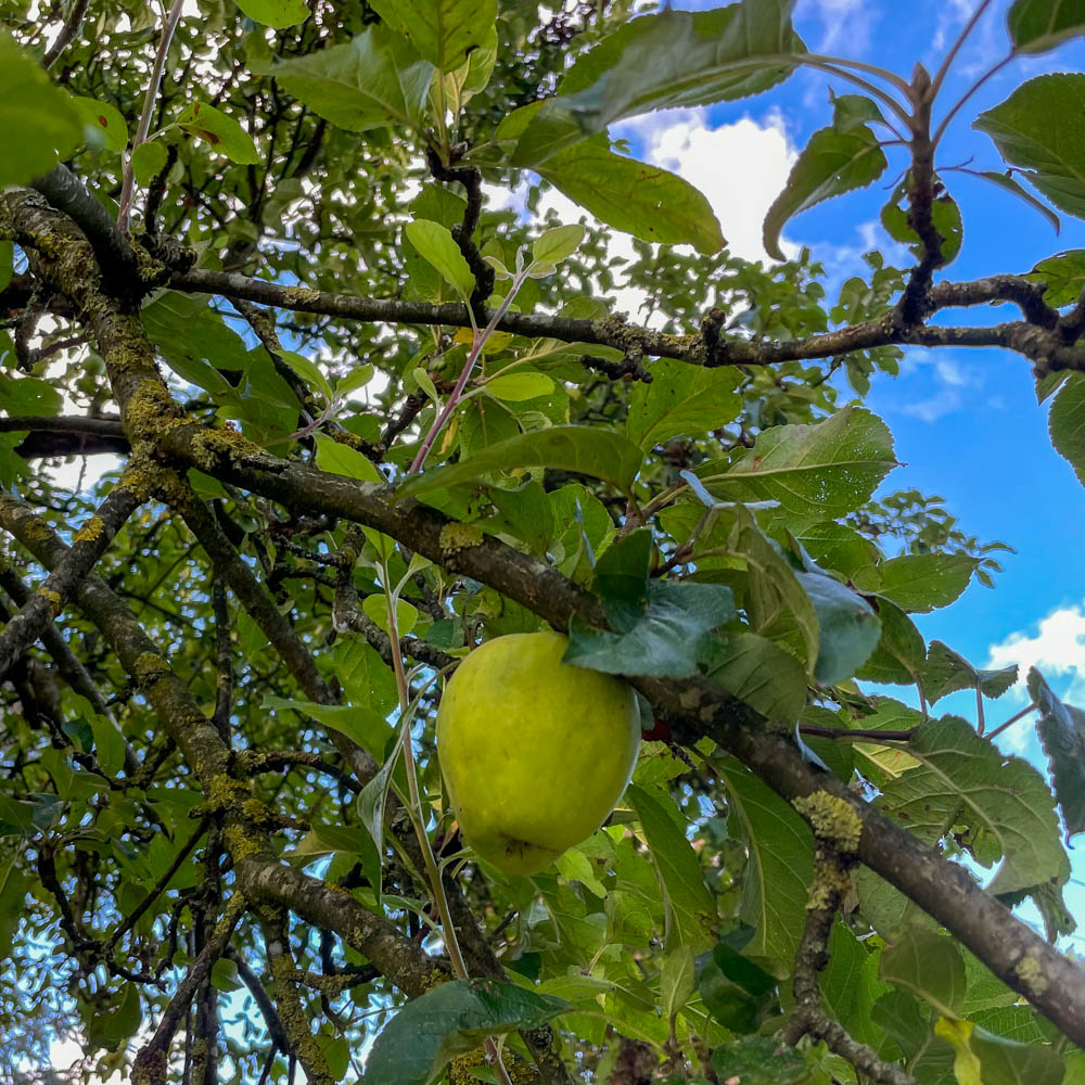 Apfel 'Weißer Glockenapfel'