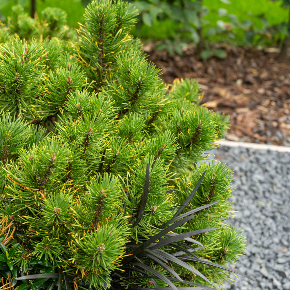 Bergkiefer, Kiefer, Pinus, immergrün