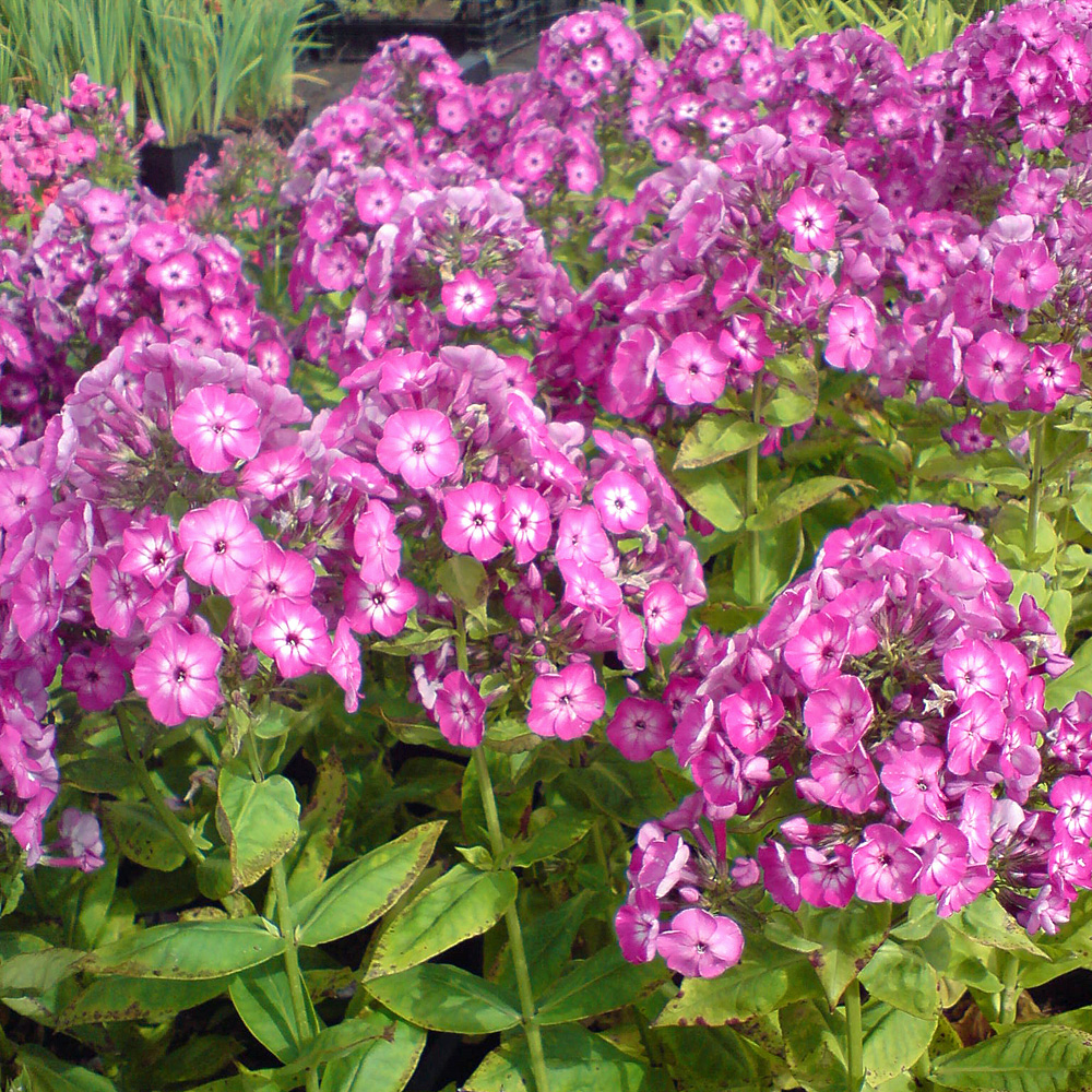 Kokardenblume Bremen, Beetstaude, Blütenpflanze