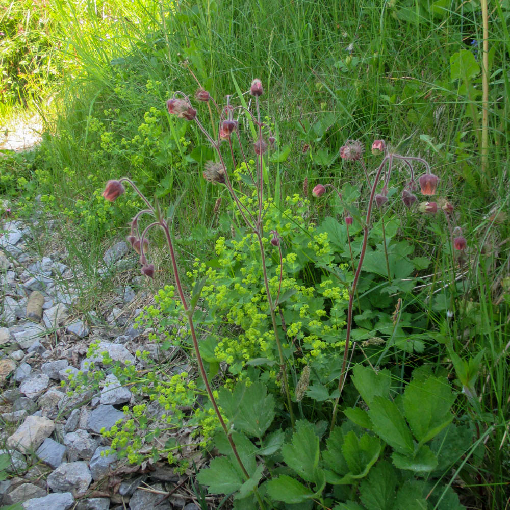 Bach Nelkenwurz