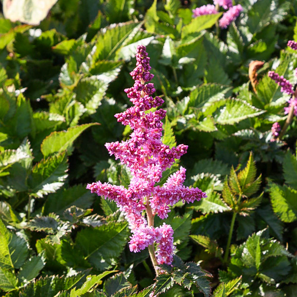 Prachtspiere 'Mainz'