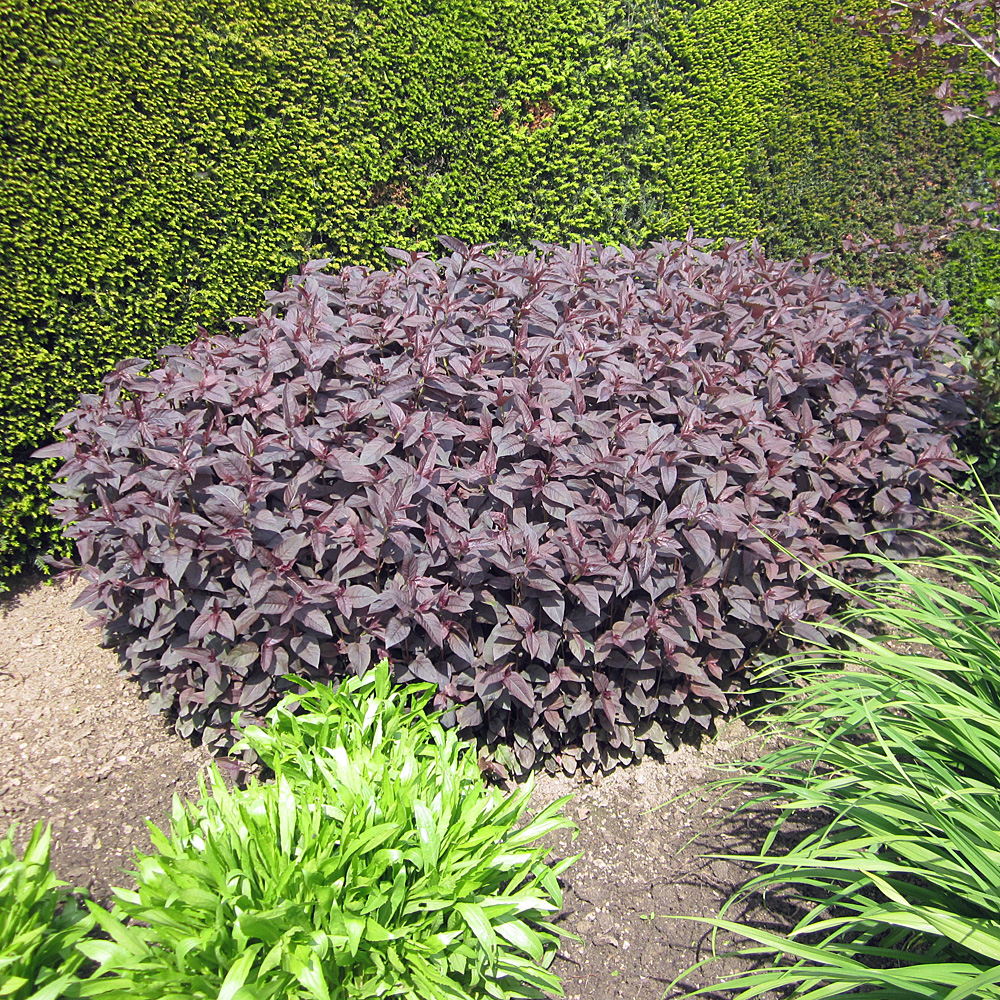 Bronze Felberich Firecracker, Lysimachia, Blattschmuck