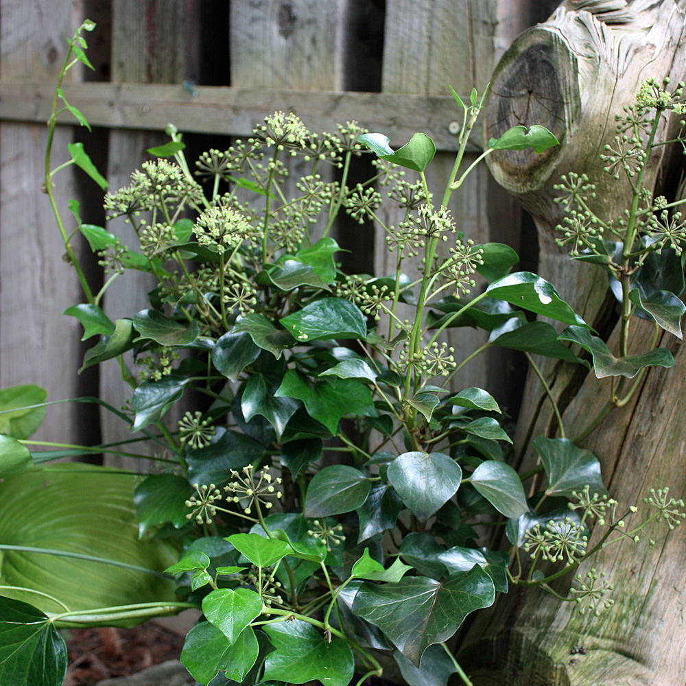 Strauch Efeu, Hedera, kleinwüchsig