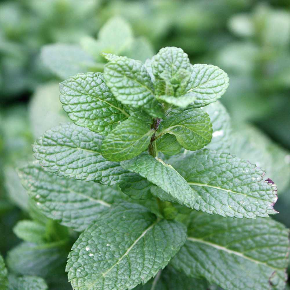 Minze Spearmint, Mentha, Menthol, Kaugummi, Teepflanze