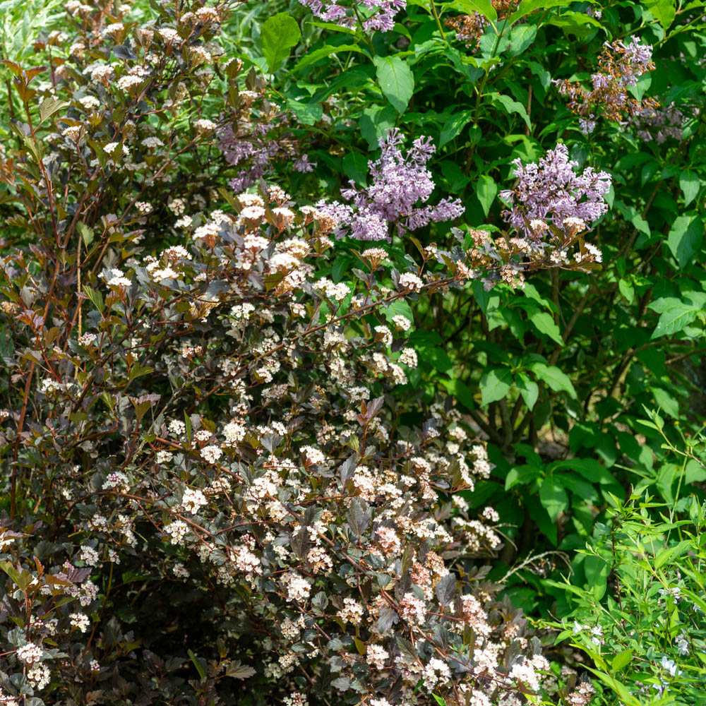 Blasenspiere 'Summer Wine' ®