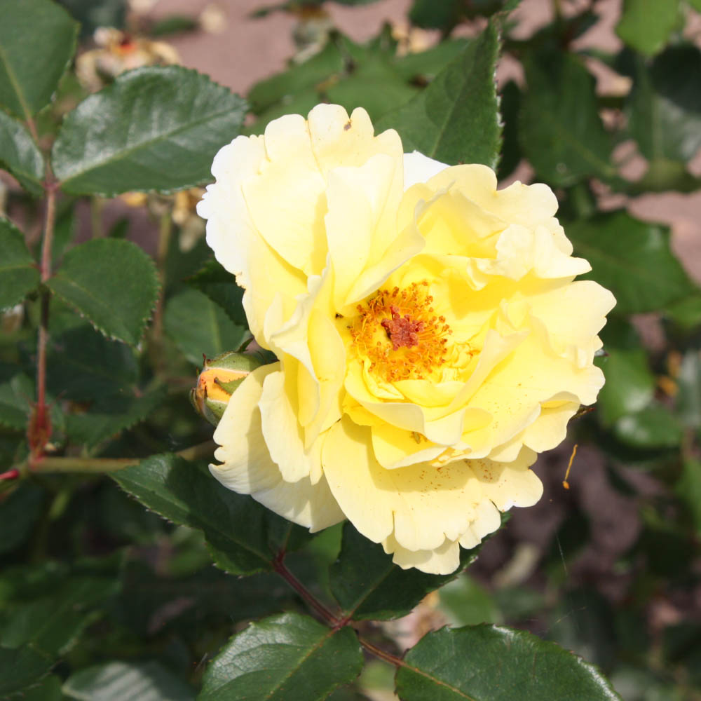 Strauchrose 'Goldspatz'®