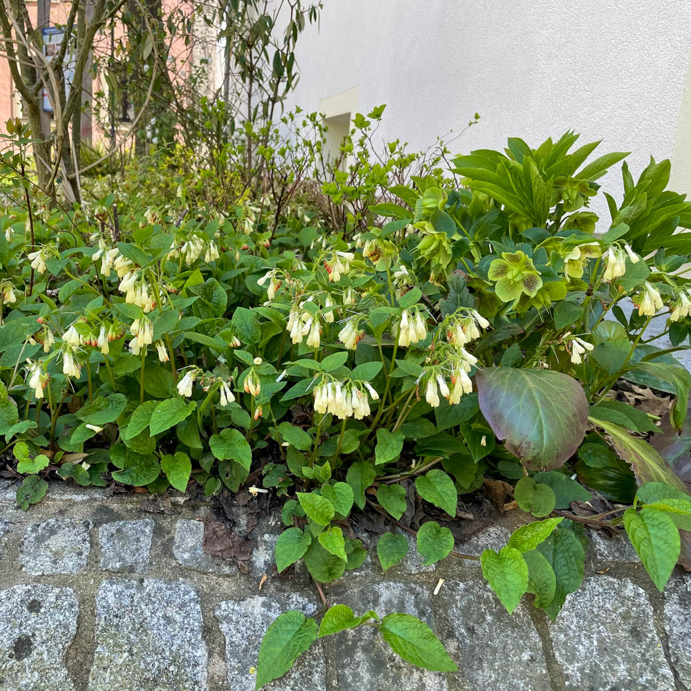 Kleiner Kaukasus Beinwell