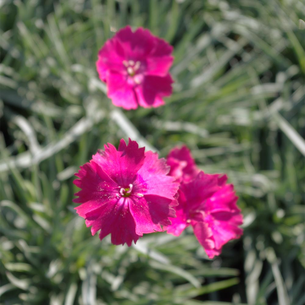 Pfingstnelke 'Badenia'