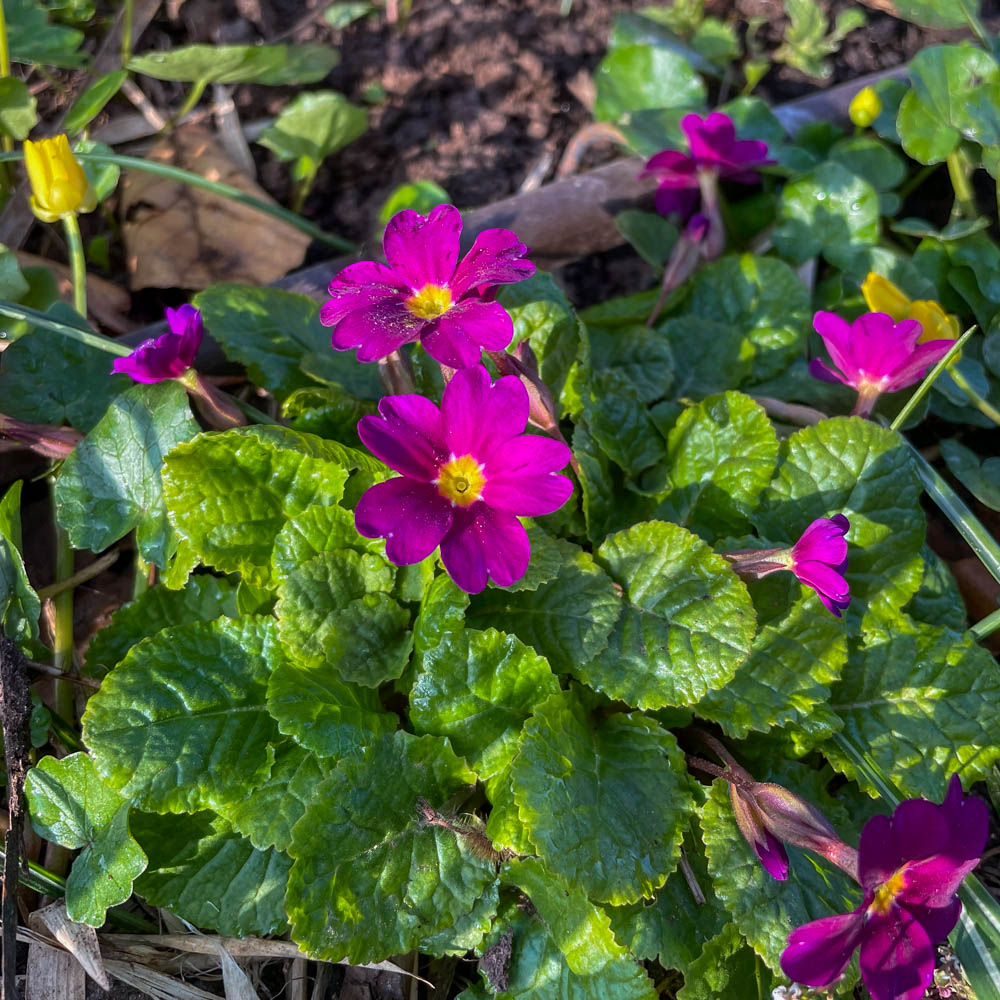 Kissenprimel 'Perle von Bottrop'