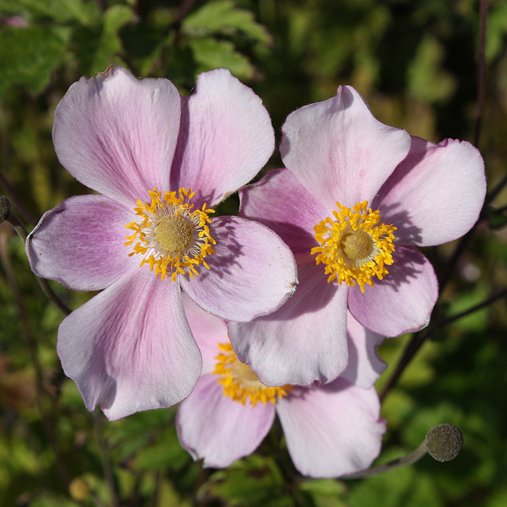 Anemone Ouvertüre, Herbstanemone, Herbstblüher