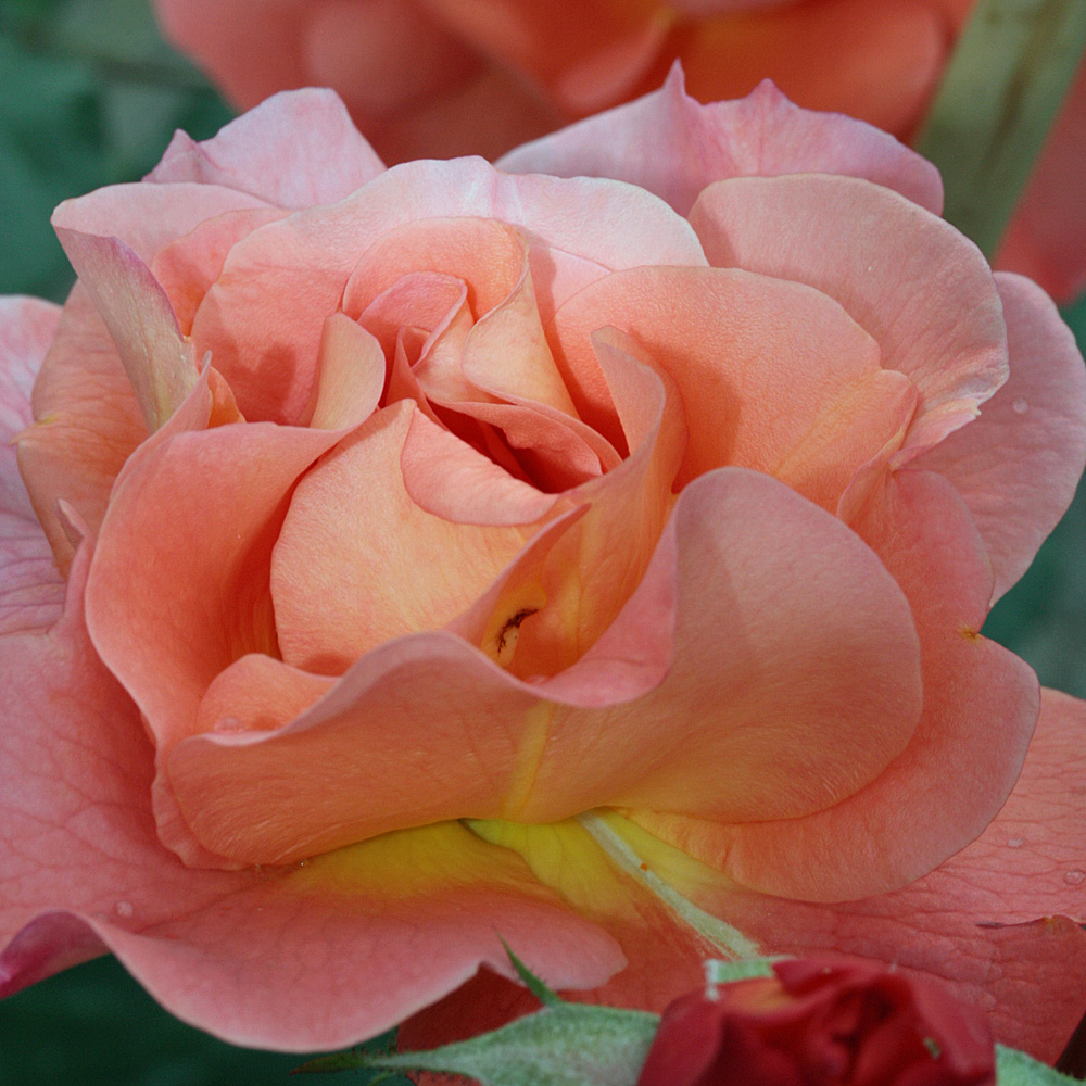 Strauchrose Westerland, Rose, Blütenpflanze