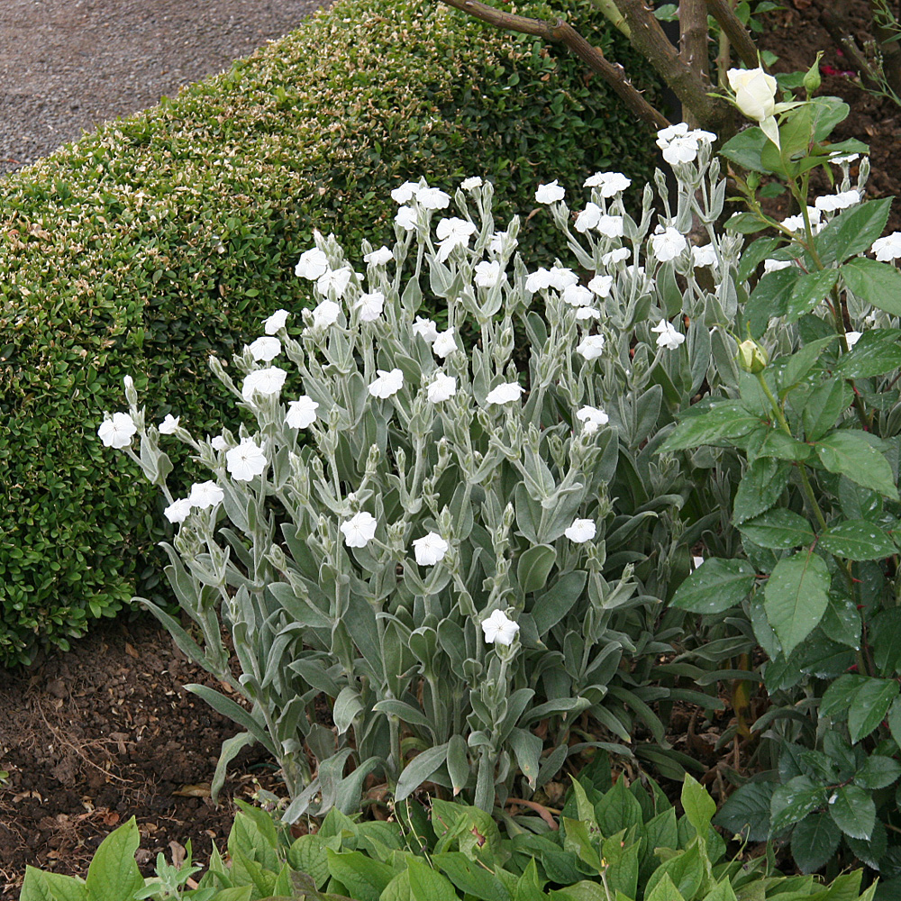 Vexiernelke Alba, Lichtnelke, Lycnis, 