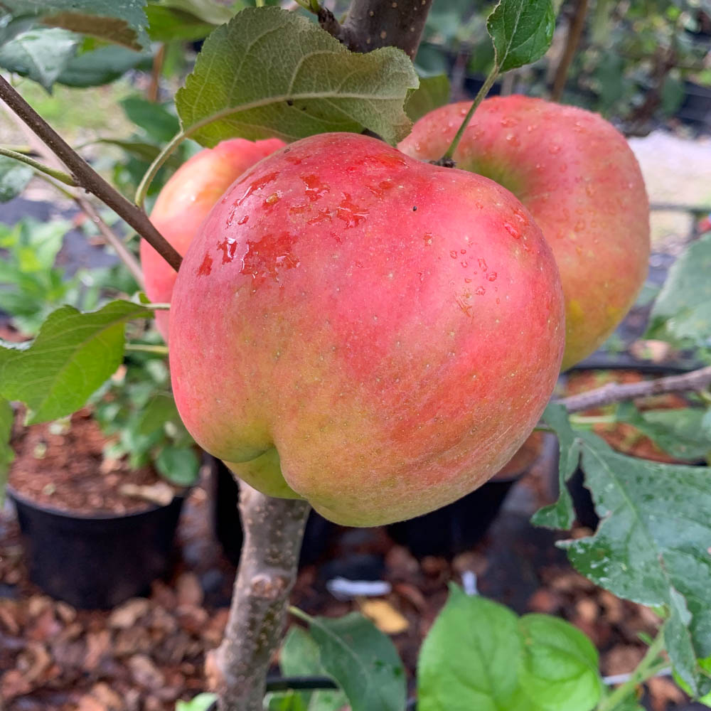 Apfel 'Ladina' ®