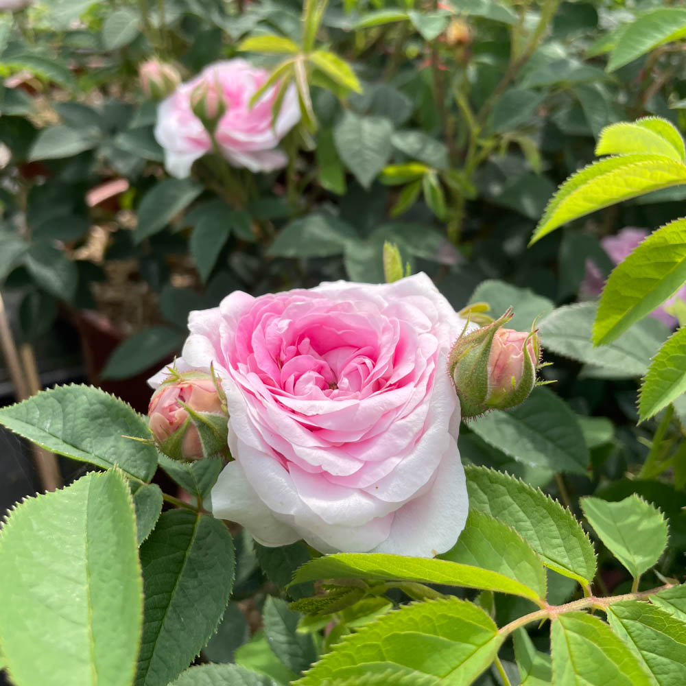 Strauchrose 'Königin von Dänemark'