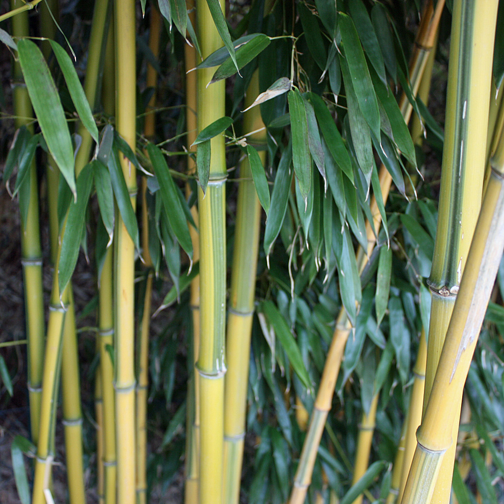 Phyllostachy-Spectabilis