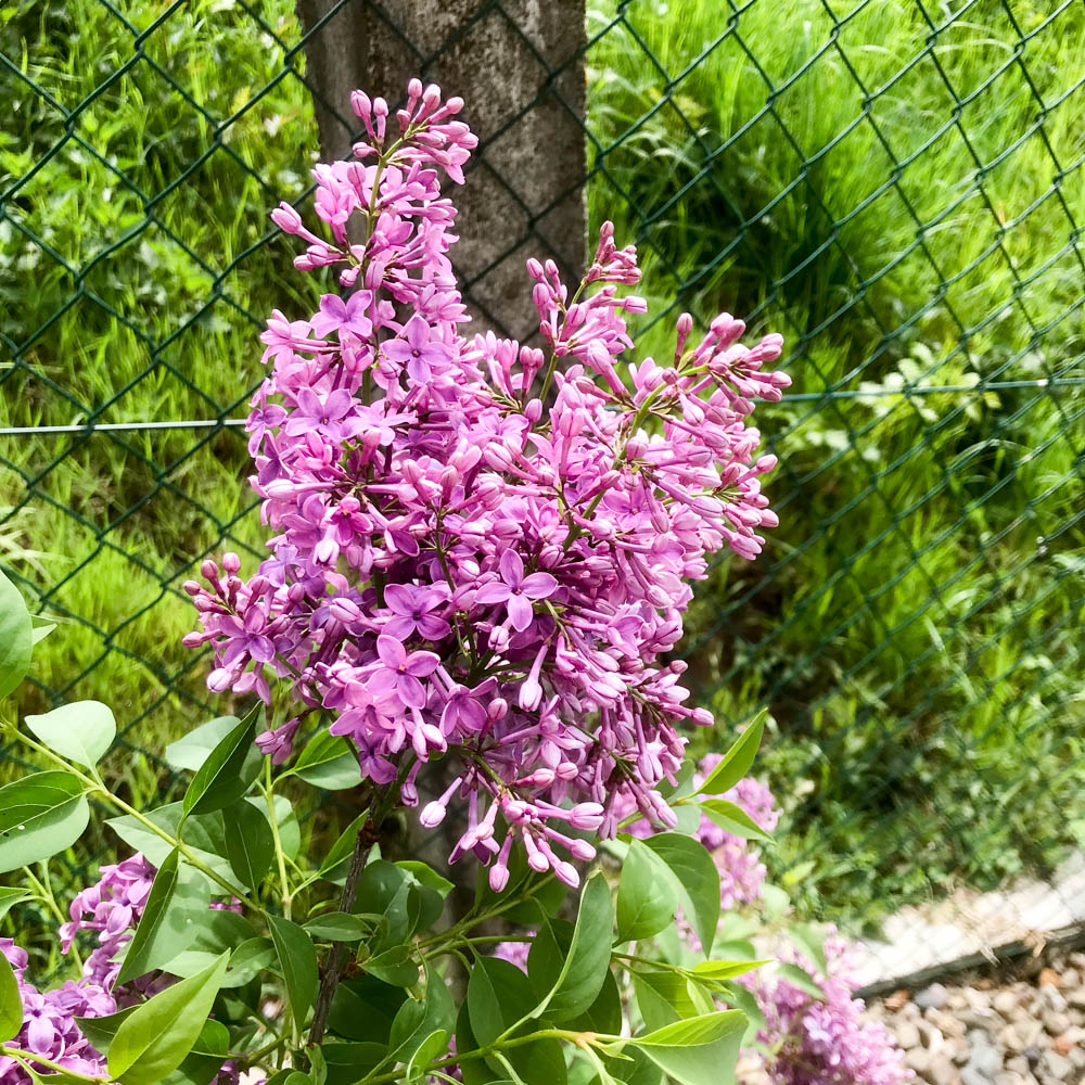 Königsflieder 'Saugeana'