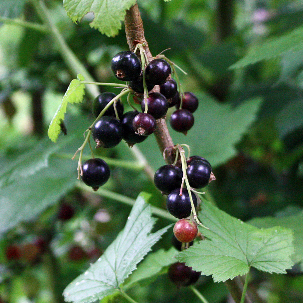 Schwarze Johannisbeere 'Titania' als Stämmchen