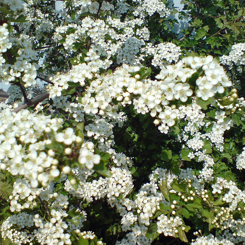 Eingriffliger Weissdorn, Crataegus, Bienenweide, Frühling