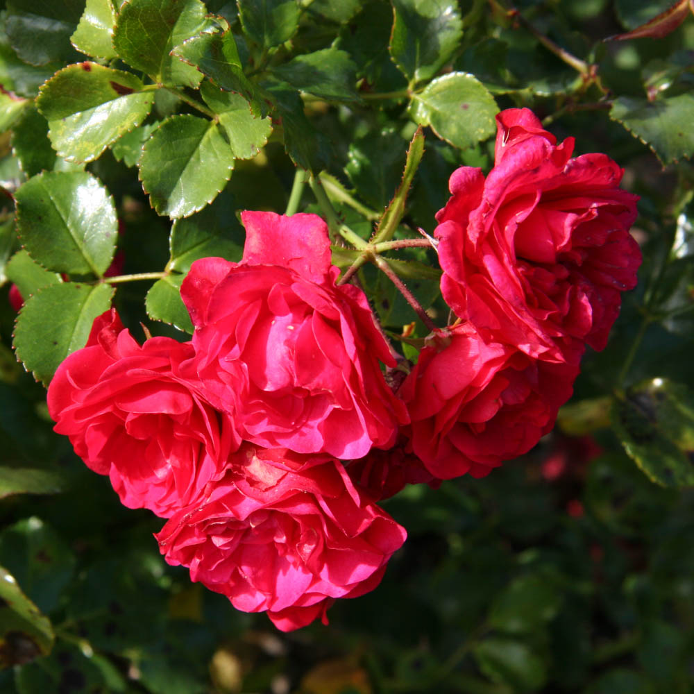 Bodendeckerrose 'Gärtnerfreude' ®