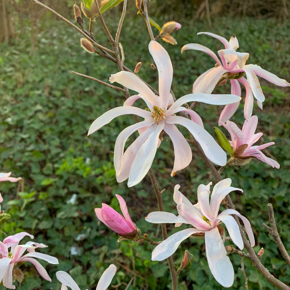 Sternmagnolie 'George Henry Kern'