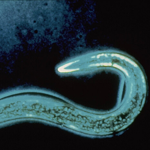 Nematoden, Dickmaulrüssler, Nützlinge
