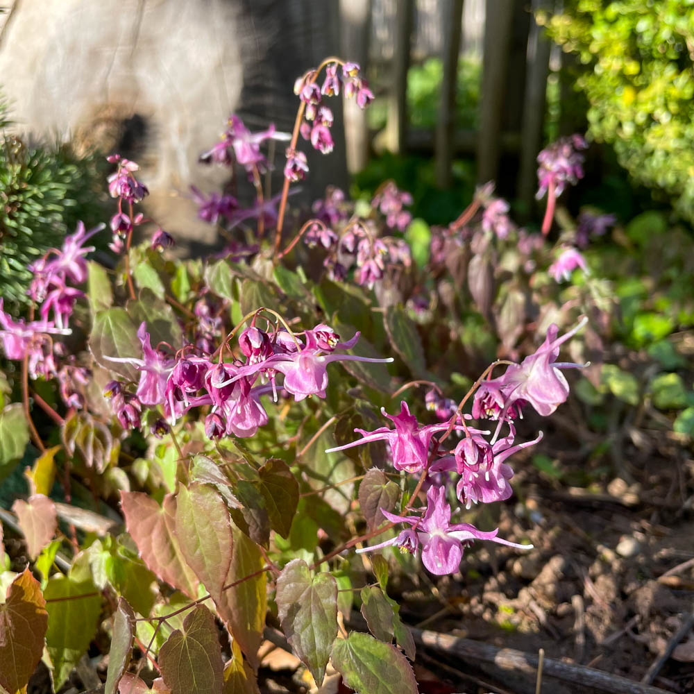 Elfenblume 'Lilafee'