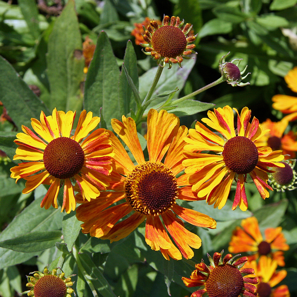 Sonnenbraut Waltraut, Helenium, Bieneweide