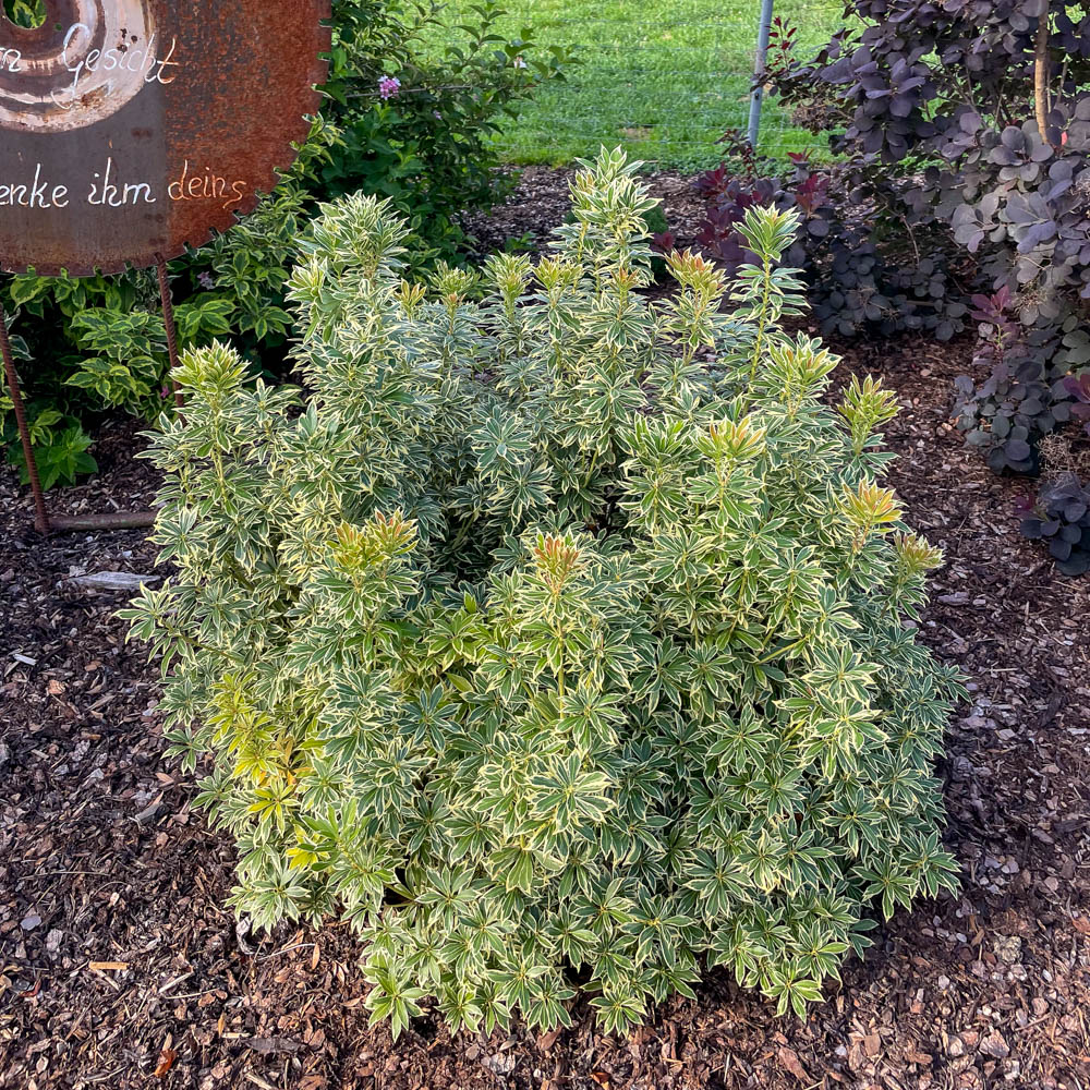 Schattenglöckchen, Pieris, Little Heath, Blattschmuck