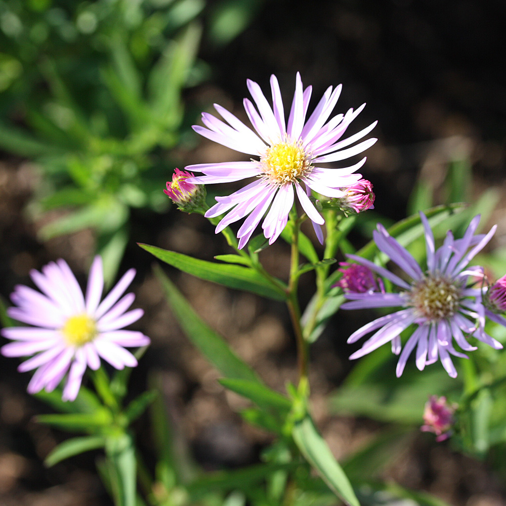Myrtenaster Pink Star, Aster, Herbstblüher