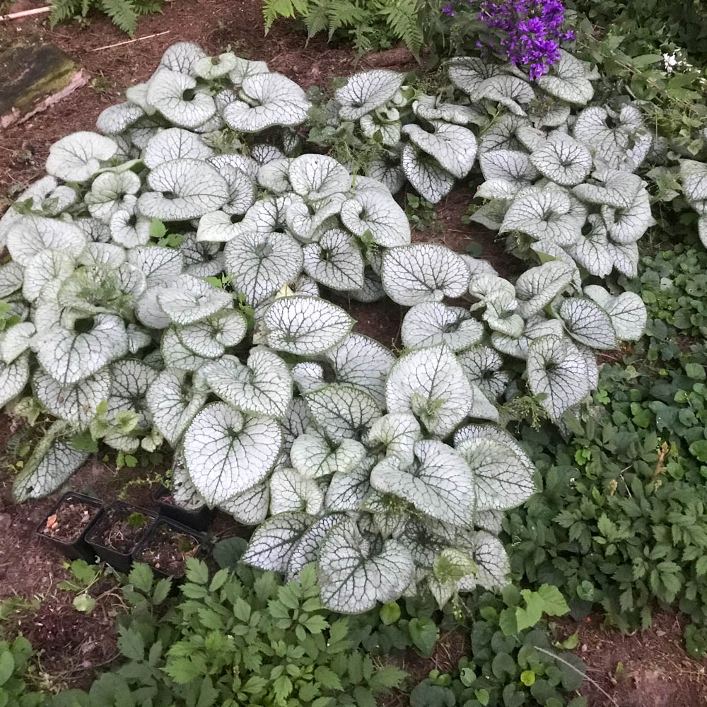 Kaukasus Vergissmeinnicht 'Jack Frost' ®