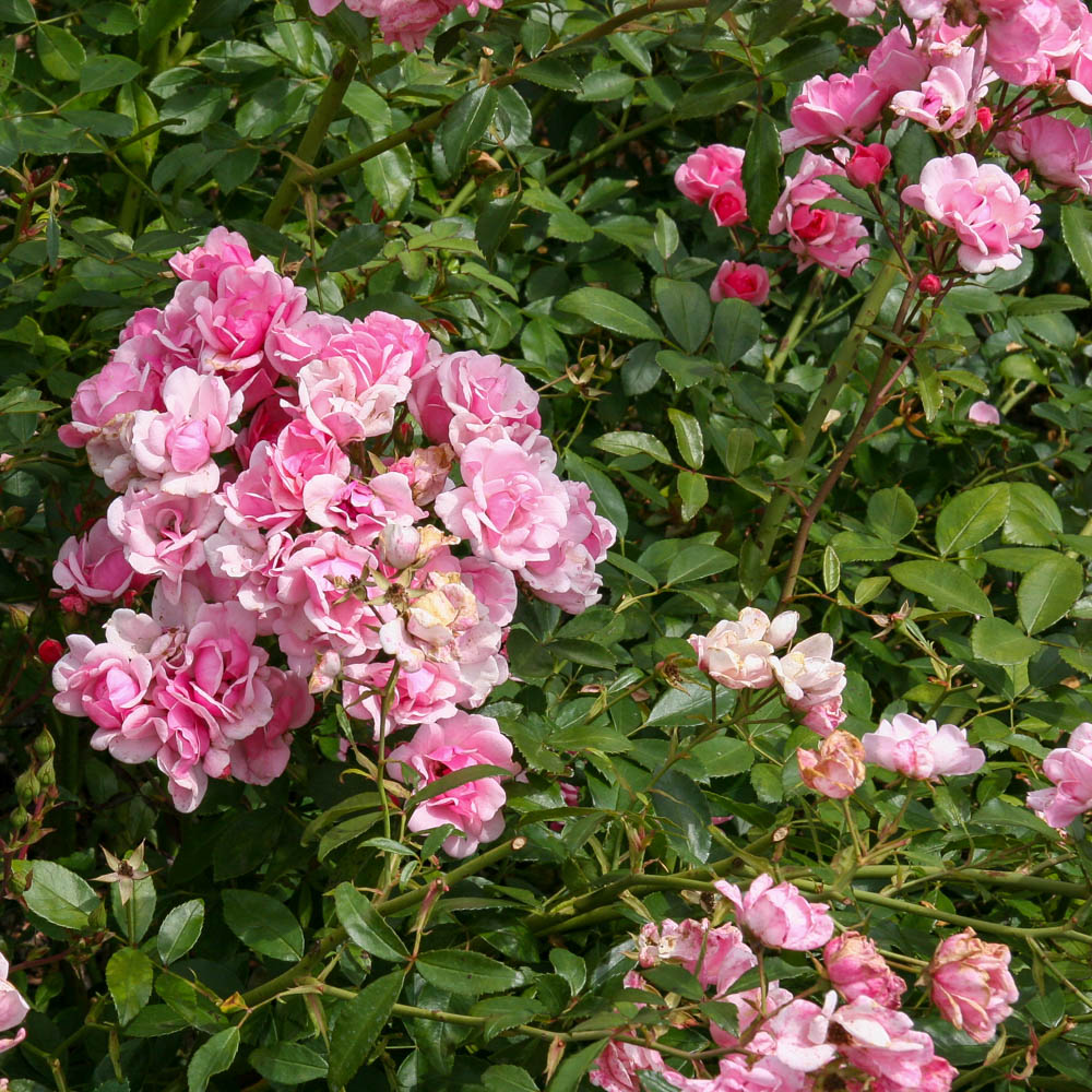 Bodendeckerrose 'Schöne Dortmunderin' ®