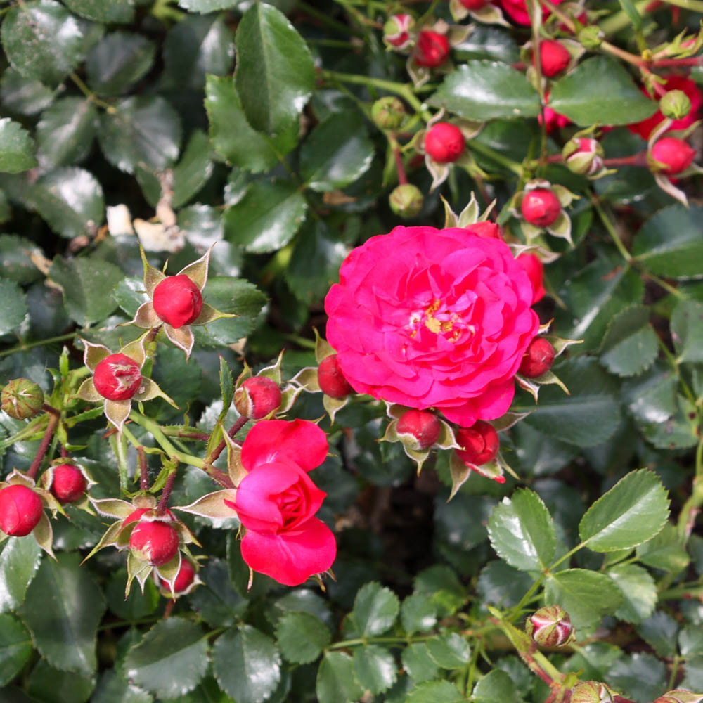 Bodendeckerrose 'Gärtnerfreude' ®