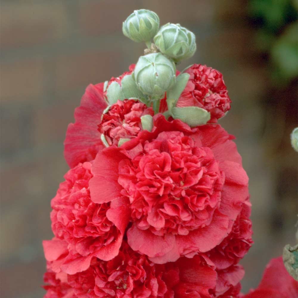 Stockrose 'Rot'