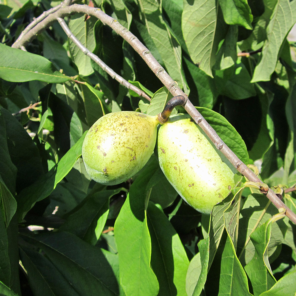 Indianer Banane 'Prima' - Papau 'Prima'