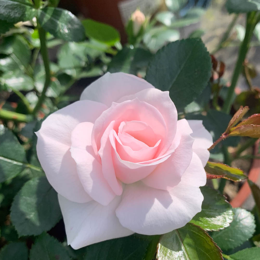 Bodendeckerrose Aspirin, Rose, Schnittblume