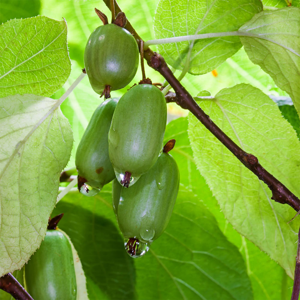 Weibliche Kiwi 'Super Jumbo'
