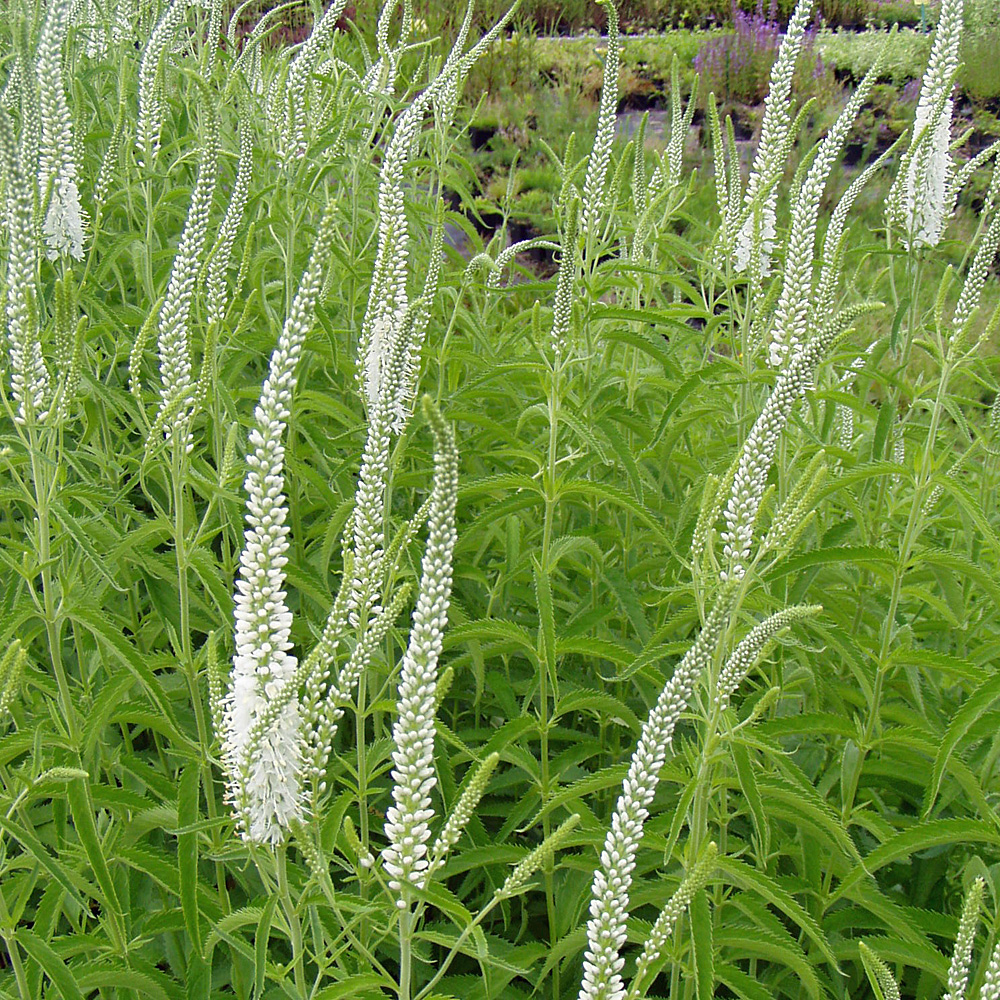 Ehrenpreis Schneeriesin, Veronica, Blütenpflanze