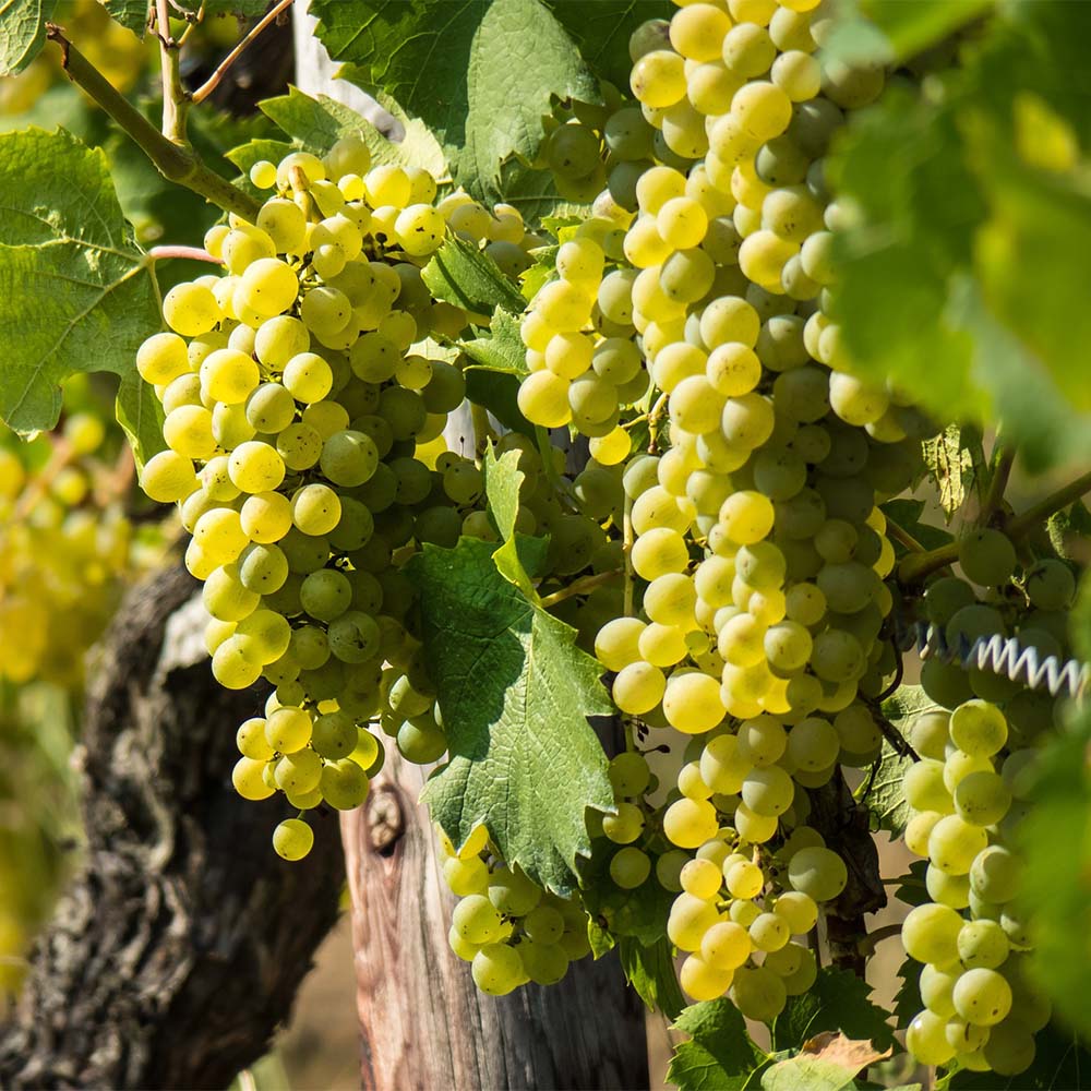 Weinrebe 'Frumoasa Alba'
