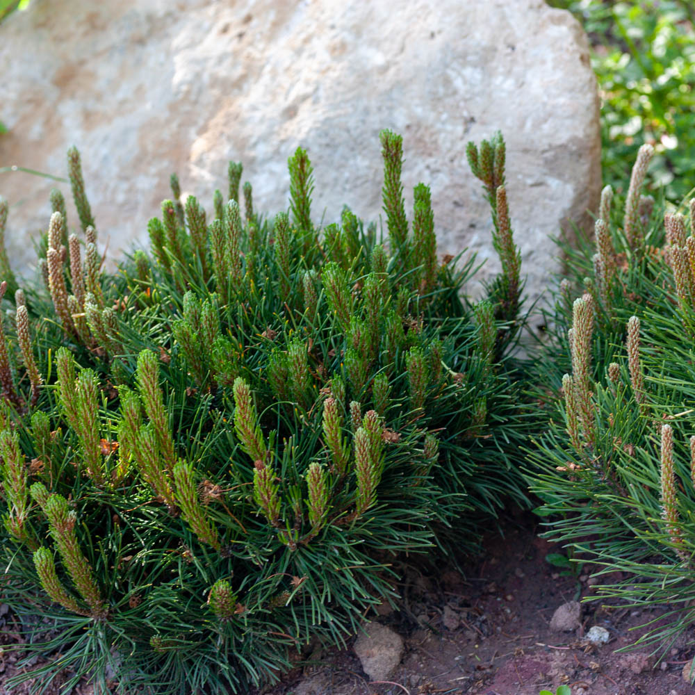 Kiefer, Krummholzkiefer, Pinus, Gehölz immergrün