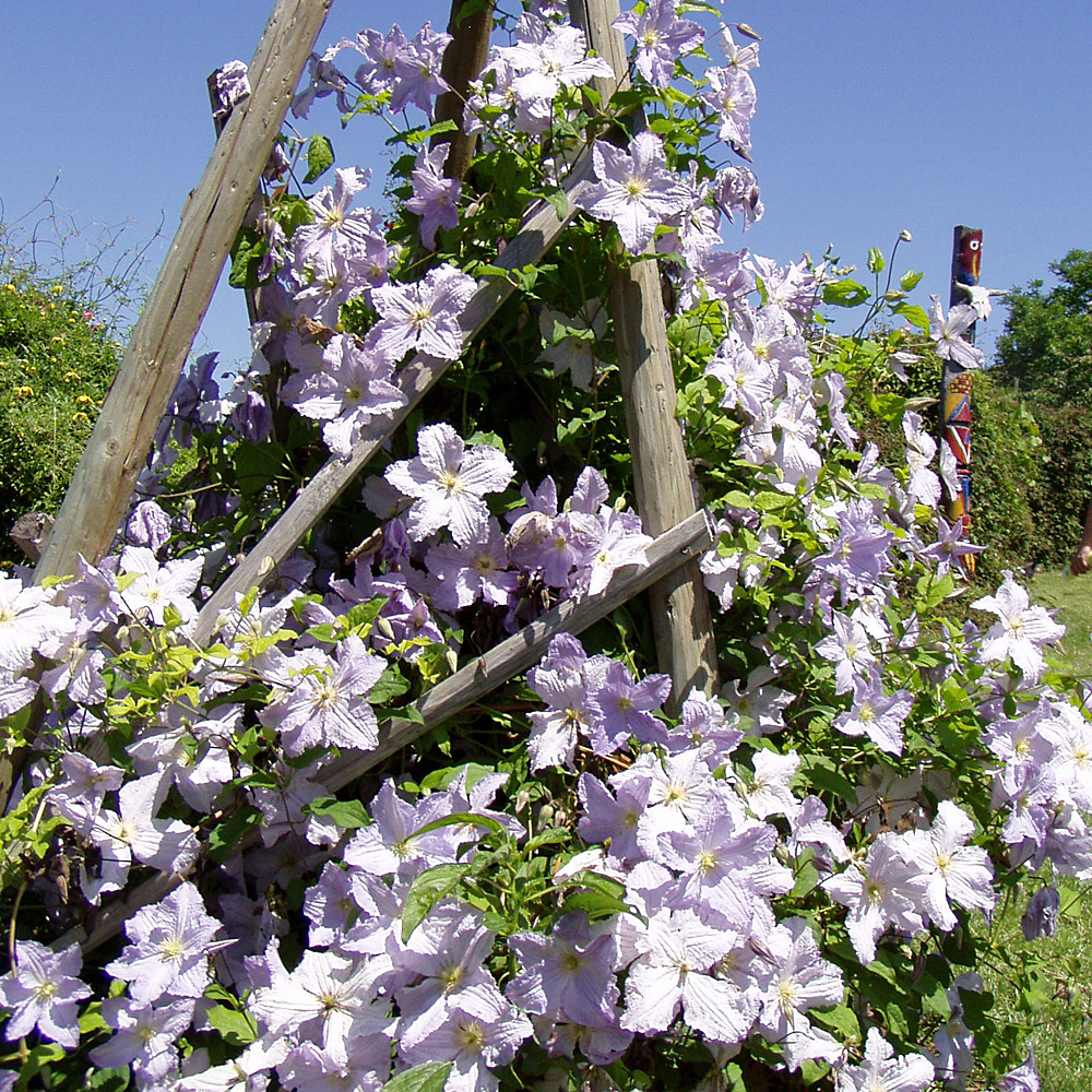 Clematis viticella Prince Charles