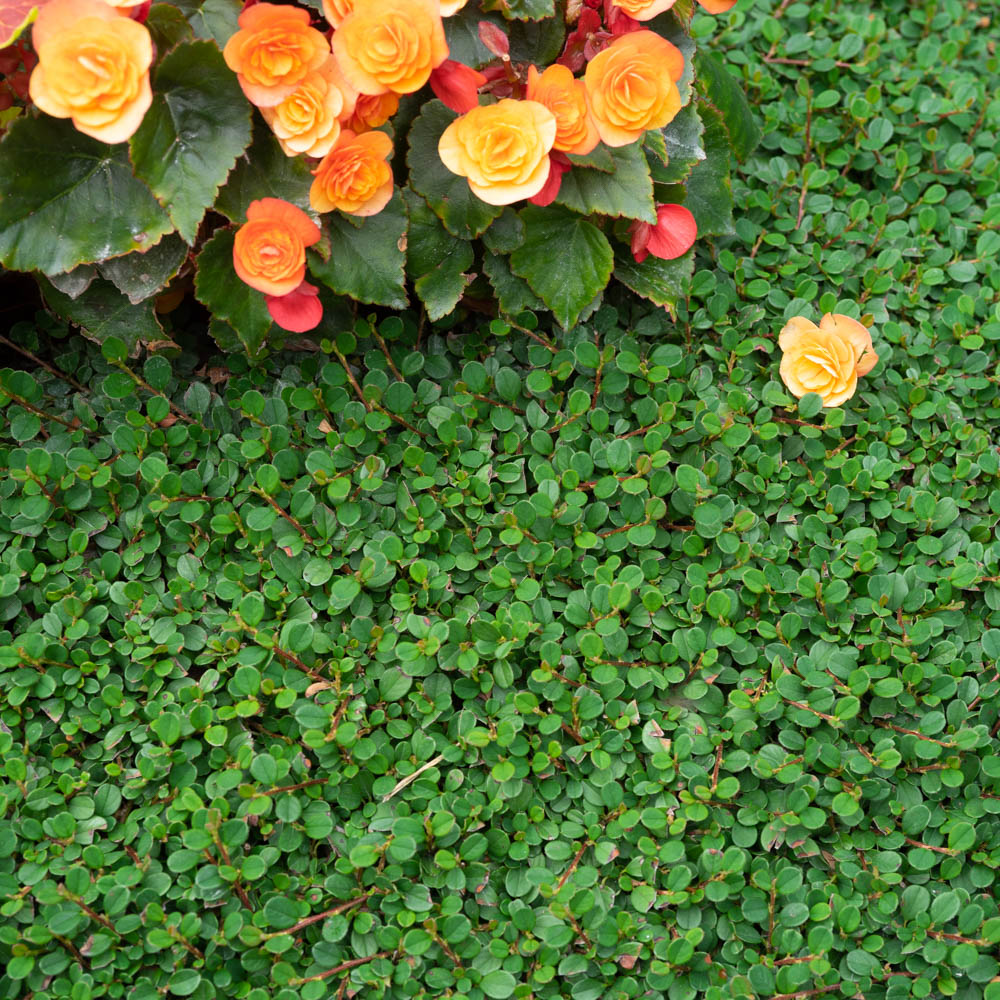 Zwergmispel 'Frieders Evergreen'