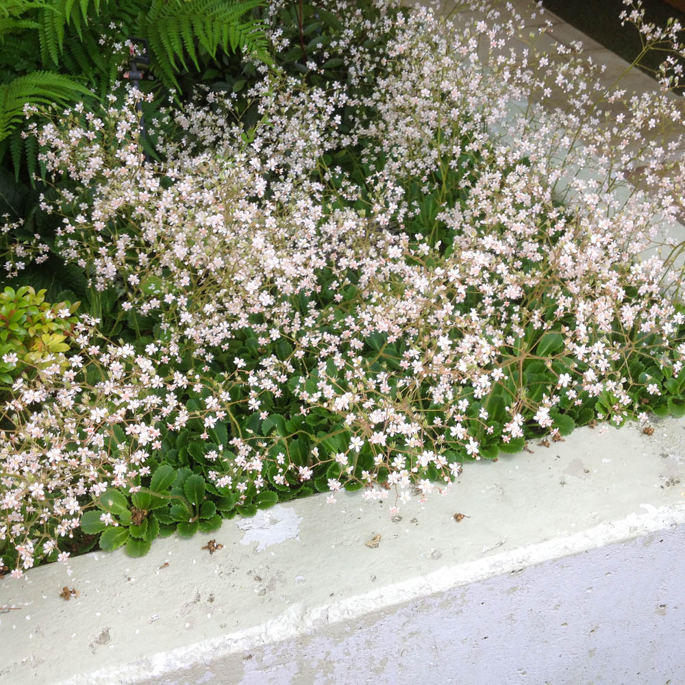 Porzellanblümchen