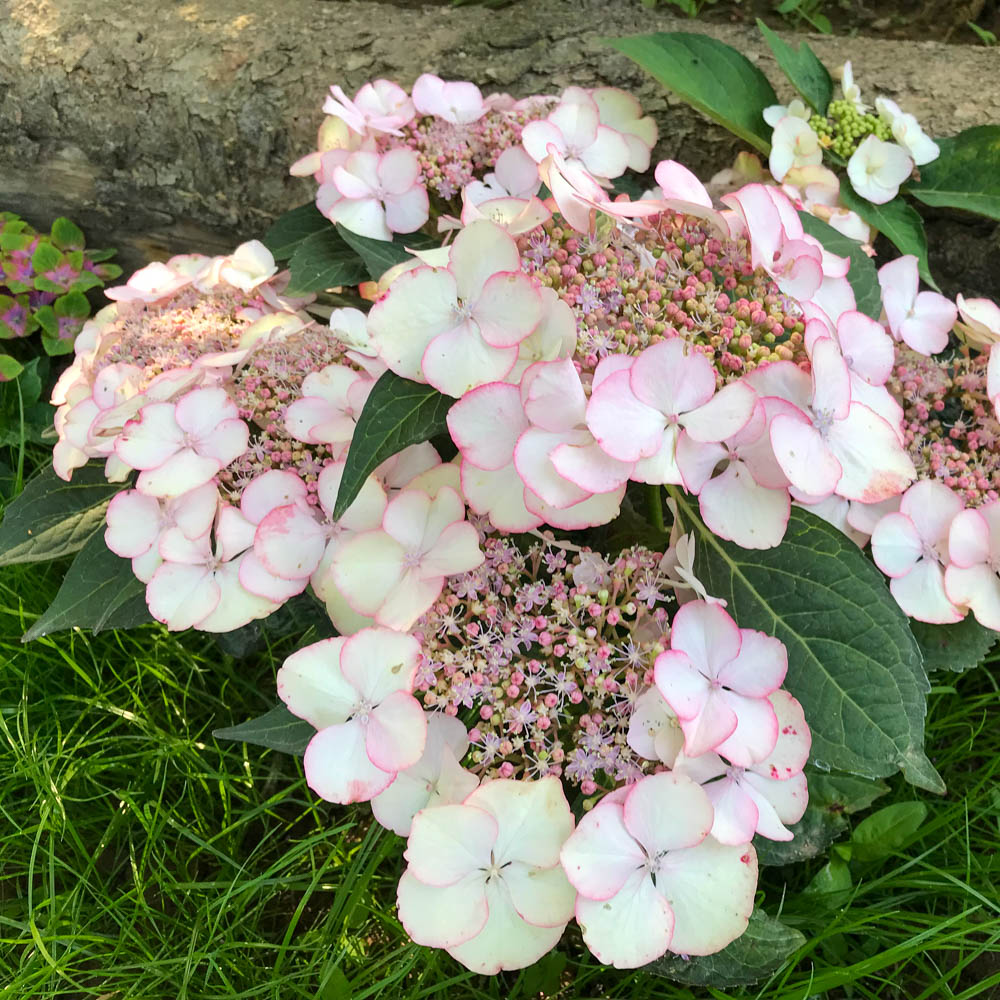 Tellerhortensie 'Charme'